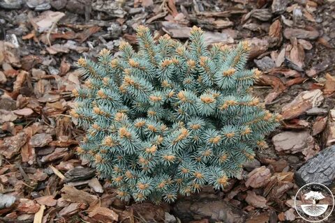 Picea pungens