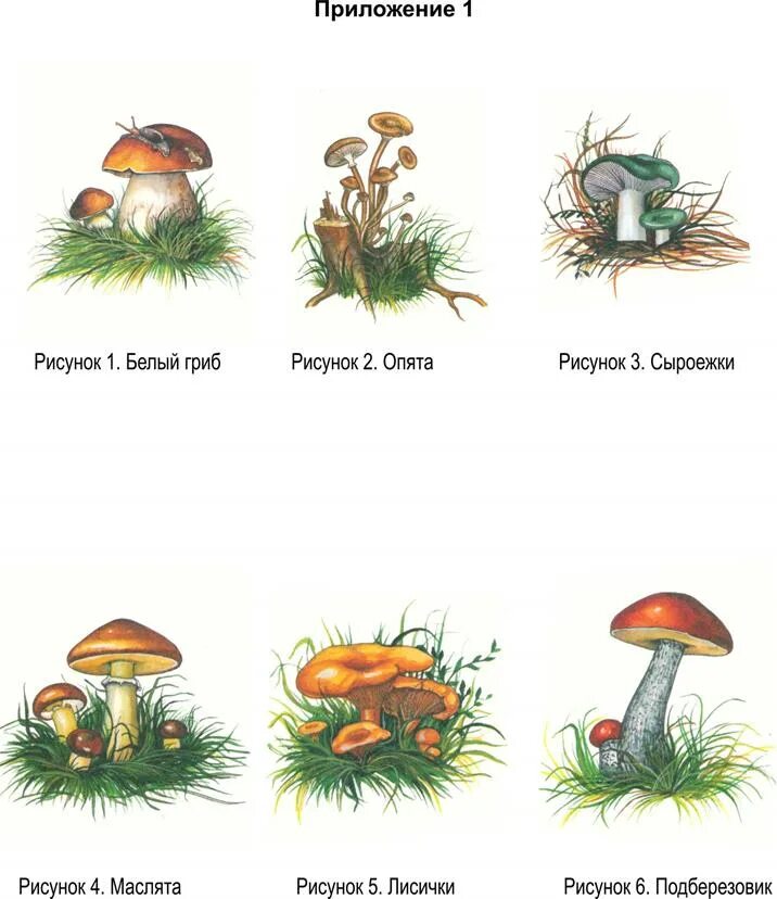 Назови 3 гриба. Рисунок съедобные и несъедобные грибы 2 класс. Названия грибов для детей. Картинки грибов для детей с названиями. Съедобные грибы для детей.