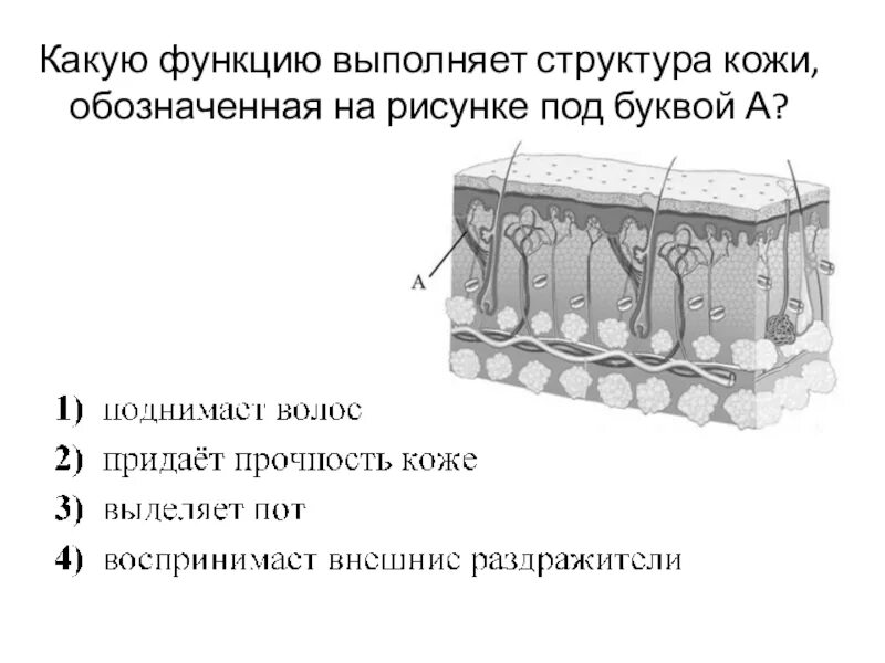 Структура кожи. Строение кожи. Какую функцию выполняет структура кожи. Строение и функции кожи.