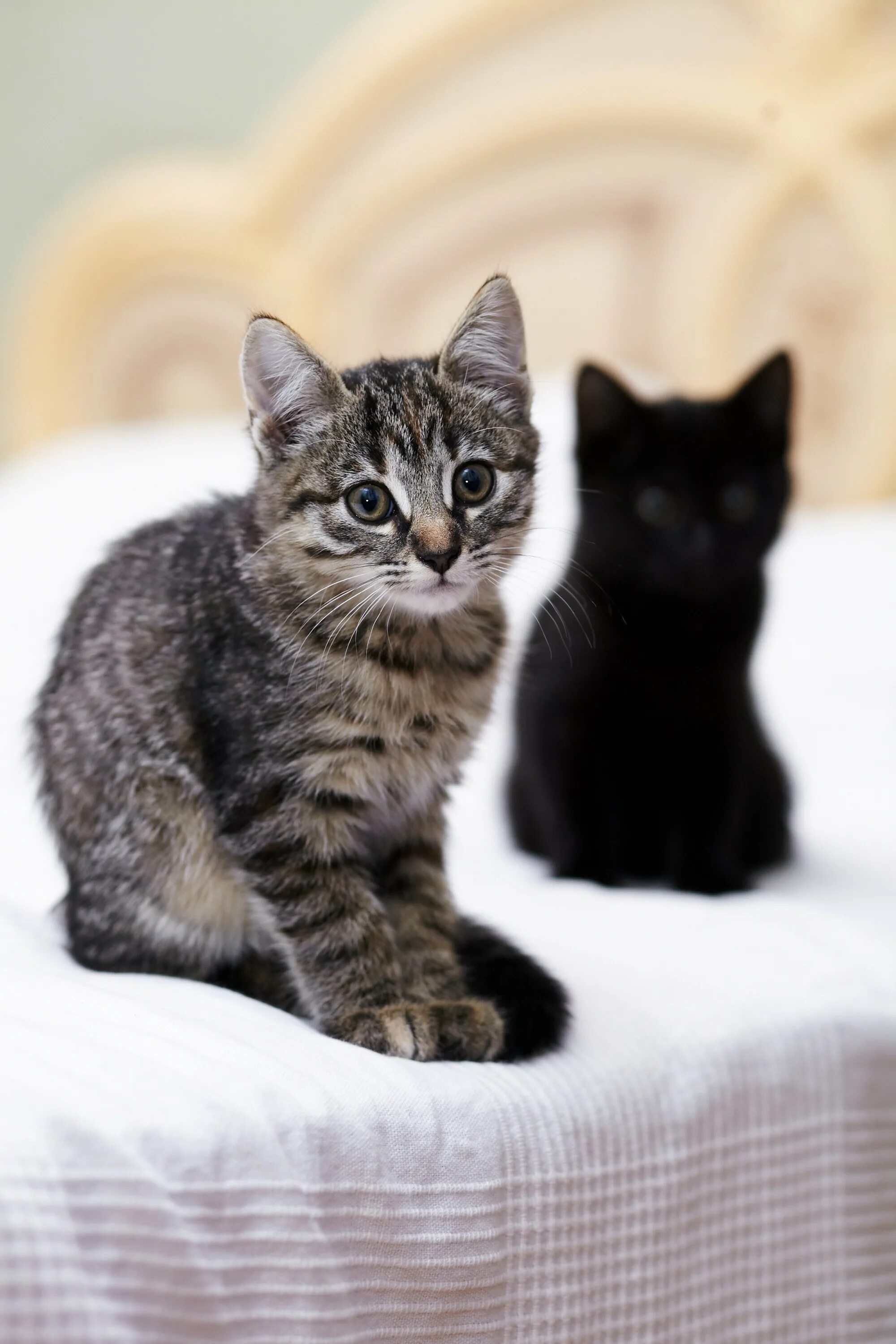 Как выглядит котенок в 3 месяца. Трехмесячный котенок. выглядит котенок. котенок три месяца. котенок 3 мес.