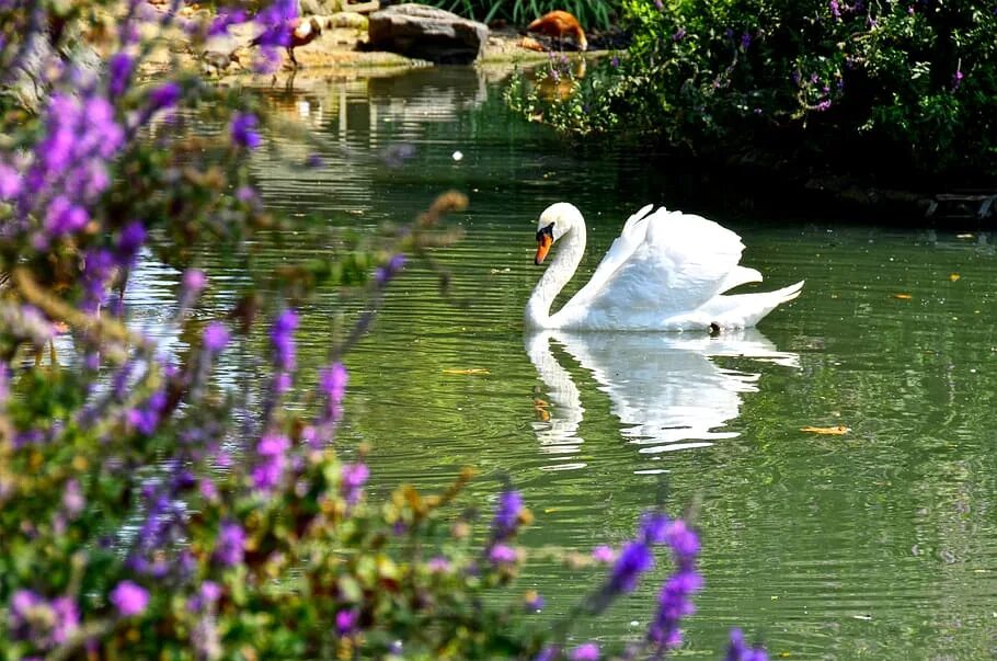 Озеро лебеди фото красивые Pin by Anja Angelskaja on Swans Painting, Nature, Art