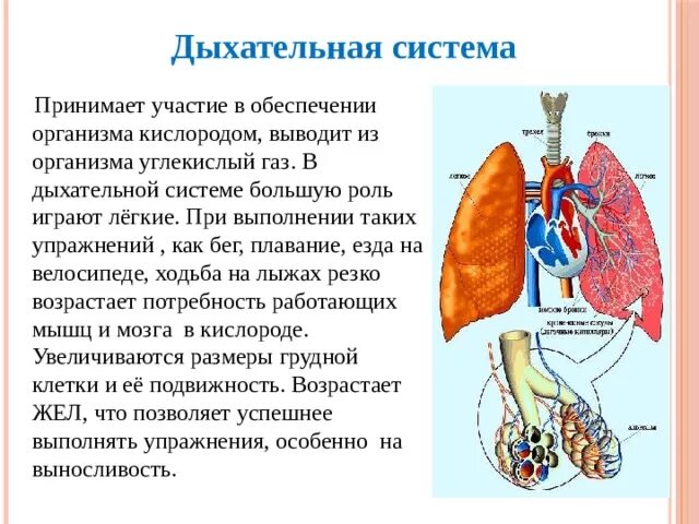 Влияние на дыхательную систему. Влияние физических упражнений на дыхательную систему. Влияние занятий физическими упражнениями на дыхательную систему. Дыхательная система участвует в.