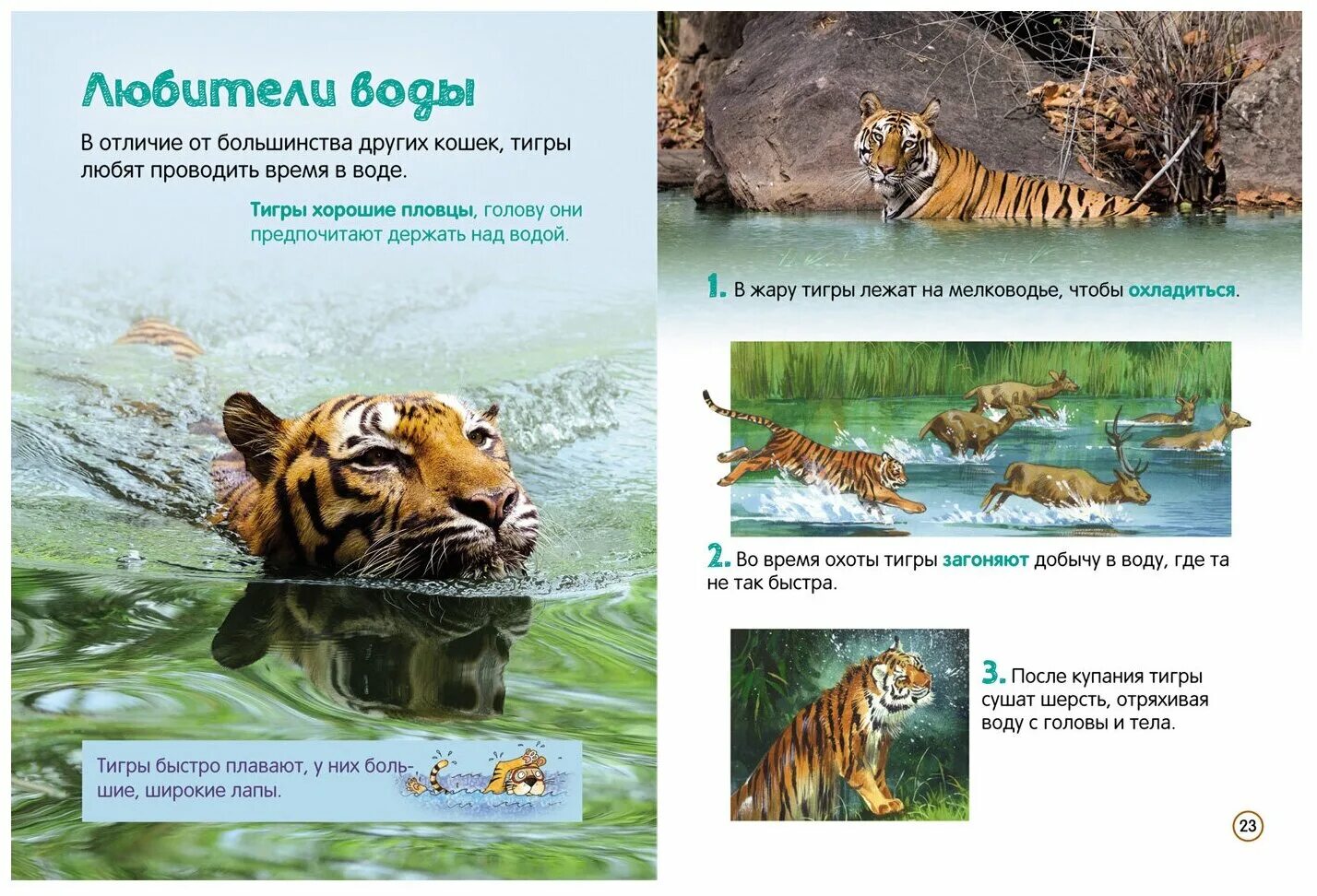 Тигр энциклопедия. Тигр энциклопедия для детей. Книги про тигра. Книги про тигра для детей. Читать книгу тигры.