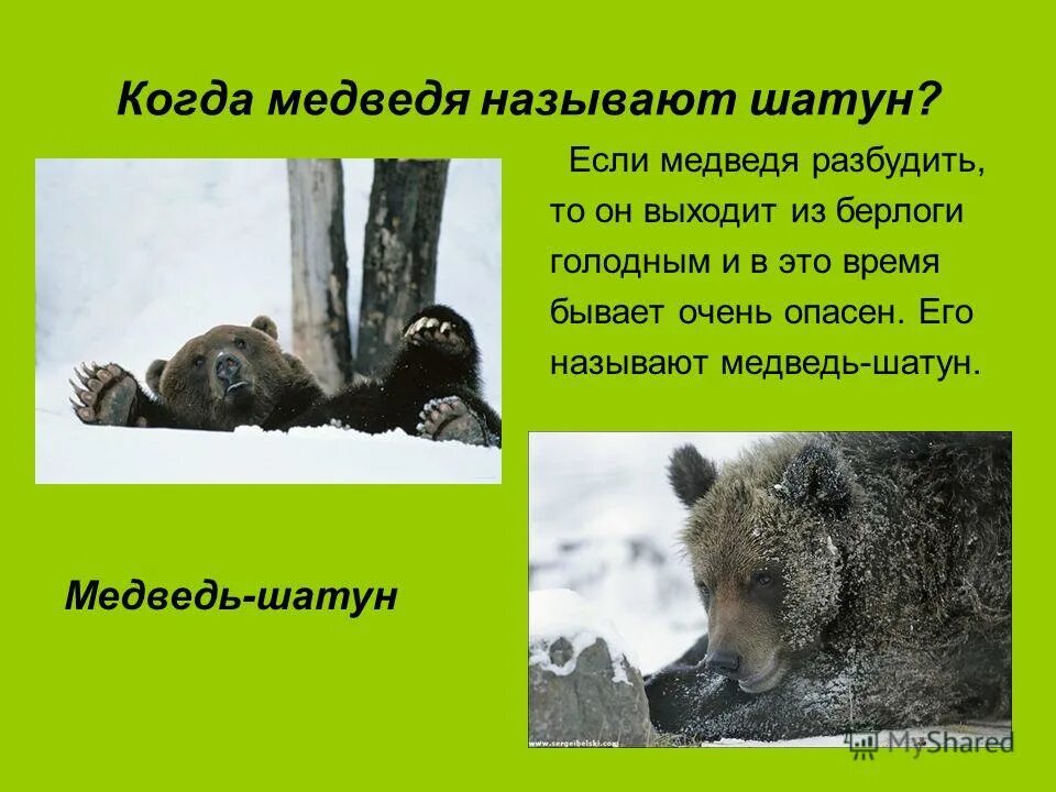 Почему мишка живет 1. Медведь шатун. Медведь шатун зимой. Медведь шатун опасность для человека. Бурый медведь шатун.