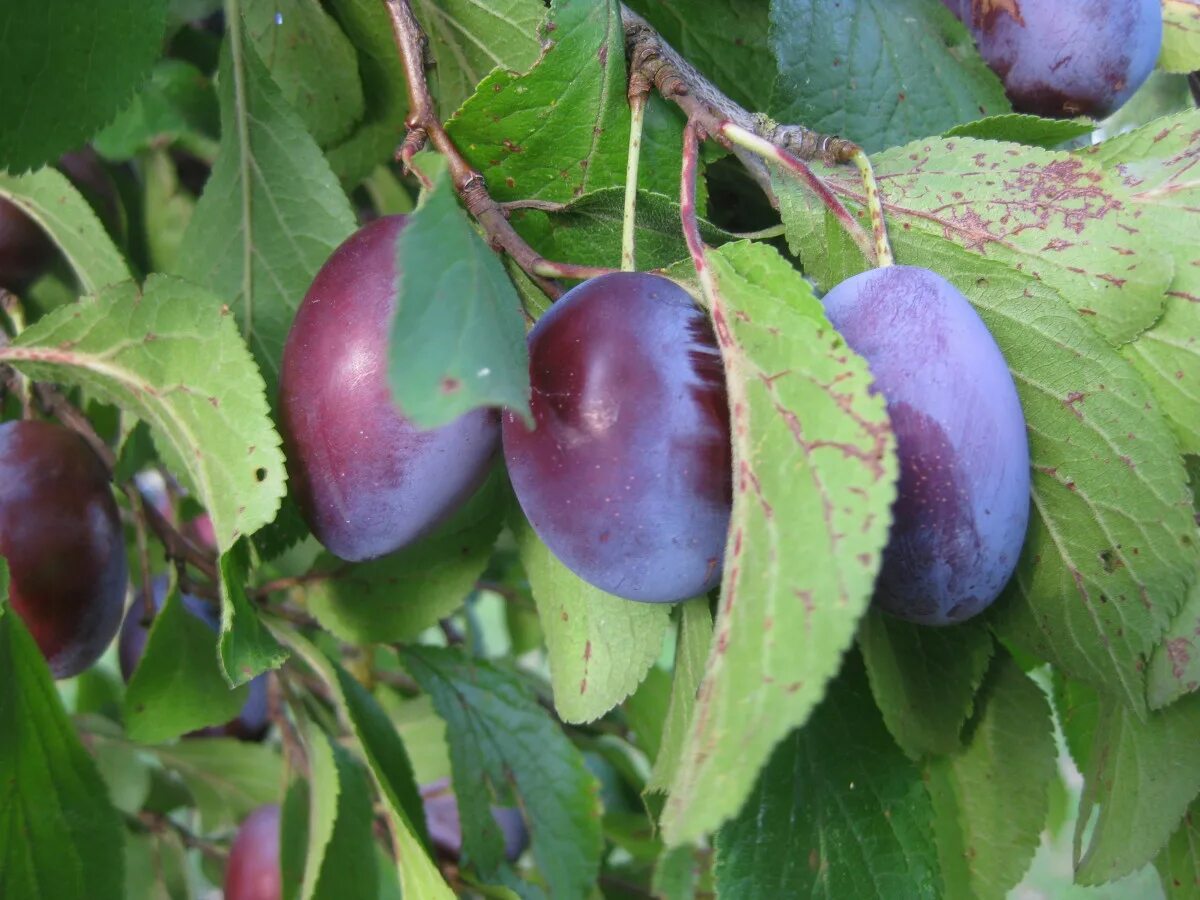 Слива визион. Prunus domestica слива домашняя. Слива фрукт или ягода википедия. Слива (подрод). Слива венгерка московская.