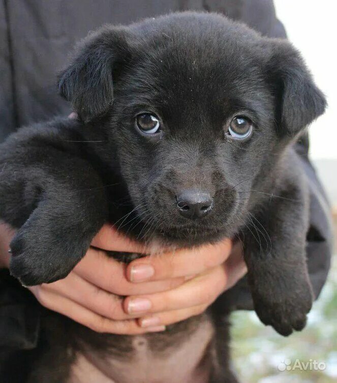 Вео овчарка. Щенки породные даром. Маленькая щенки щенки порода. Щенок дворняги чёрный 2 месяца. Домашние животные в добрые руки.
