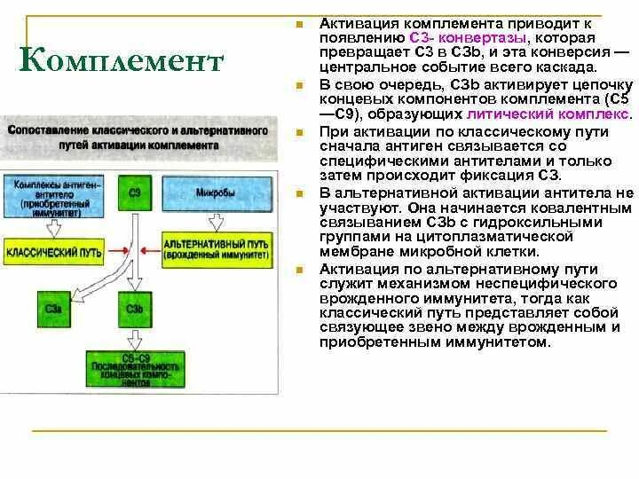 С3 комплемент. Схема активации системы комплемента в иммунологии. врожденный путь активации комплемента. с3 конвертаза альтернативного пути активации комплемента. активация системы комплемента приводит к возникновению.