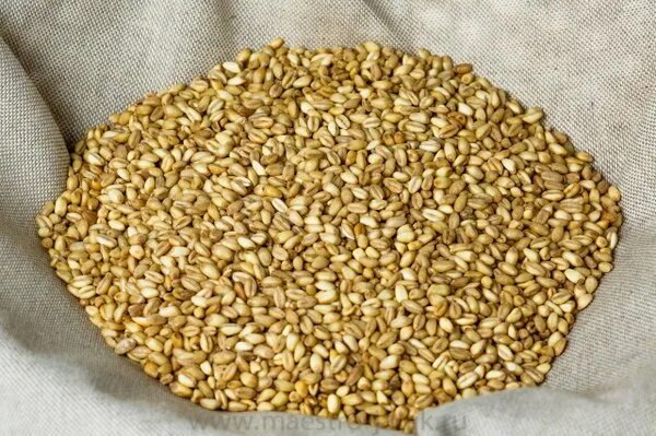 Пшеница дзавар. Армянская каша ариса. Ачар армянский. Ариса хариса. Армянская пшеница.