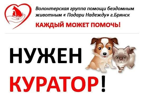 Куратор. Цифровой куратор картинки. Цифровой куратор картинки. Ищем куратора и передержку срочно. Bloodyworld.