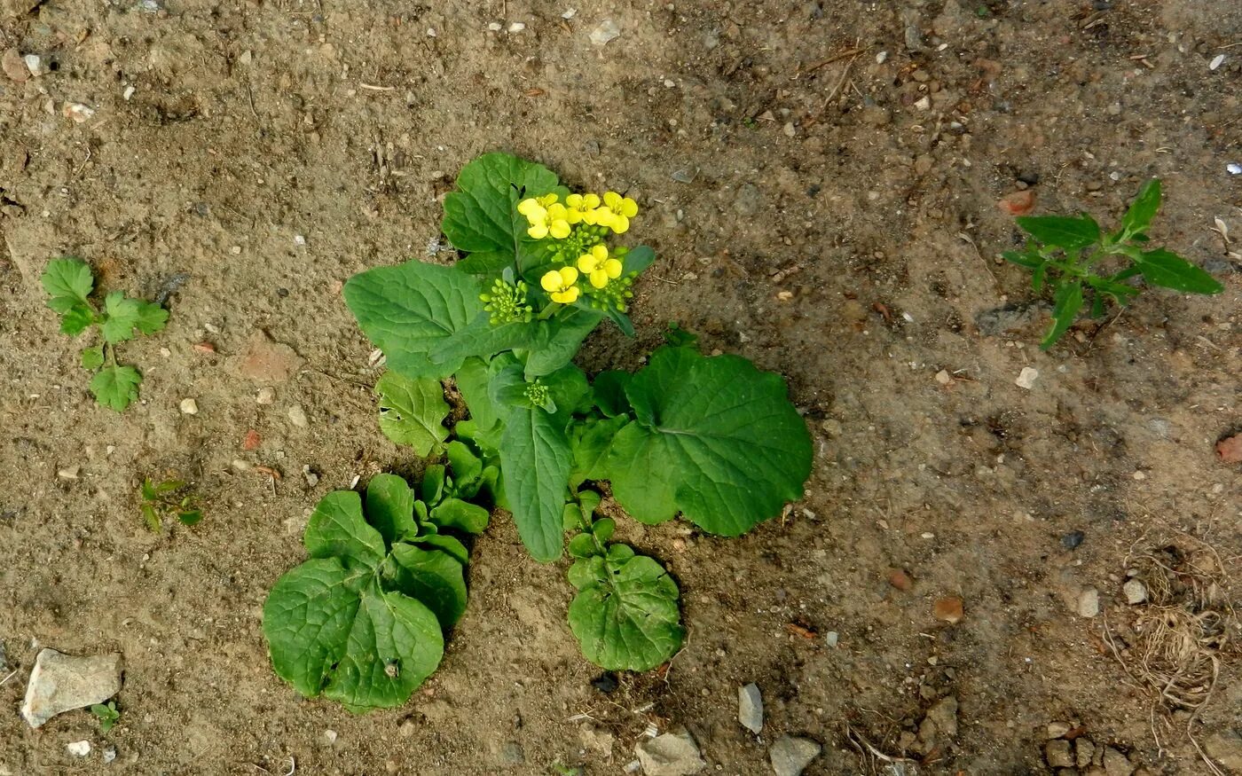 Капуста травянистое растение. Brassica Campestris l. Brassica Campestris семена. Капуста Полевая сорняк. Капуста Полевая семена.