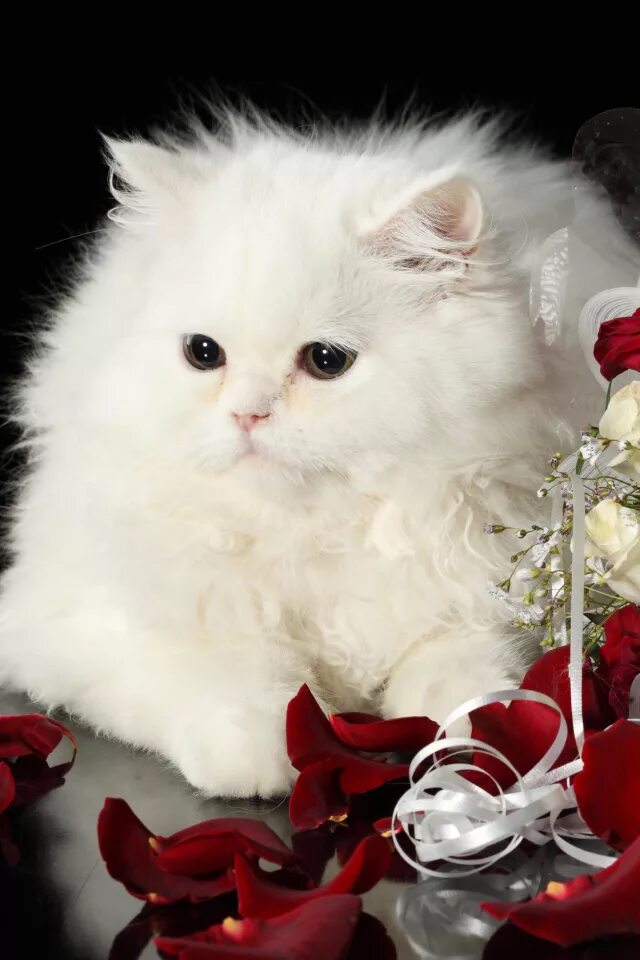 Просто отправить на телефон. Красивые кошечки. Красивые котята. Белый котенок с цветами. Самые красивые кошечки.