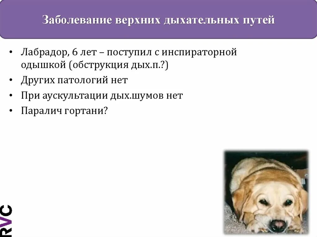 Тест заболевания верхних дыхательных путей. Заболевание верхних дыхательных путей у мелких домашних животных. Болезни верхних дыхательных путей у животных. Воспаление верхних дыхательных путей у собак лекарства. Обструкция дыхательных путей у Норвич терьера.