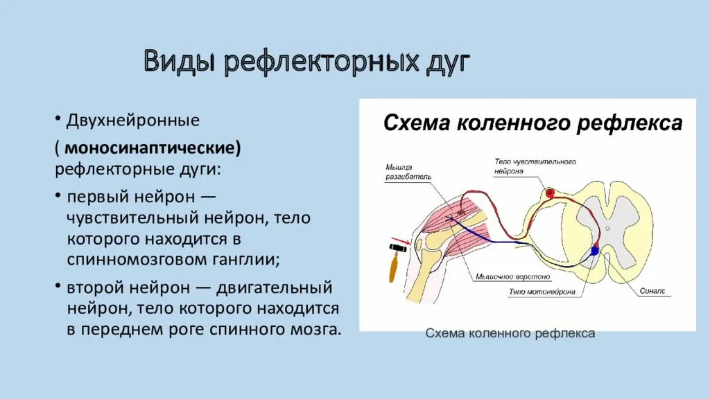 Двуххнейронная рефлекторное дуга. Схема трехнейронной рефлекторной дуги. Моносинаптическая рефлекторная дуга. Коленный рефлекс двухнейронная рефлекторная дуга. Участки рефлекторной дуги