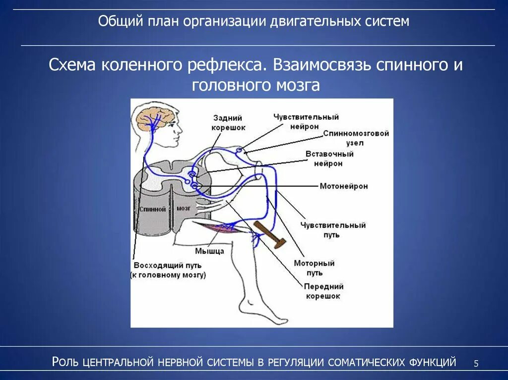 Общее строение двигательного