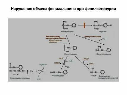 Нарушение обмена тирозина