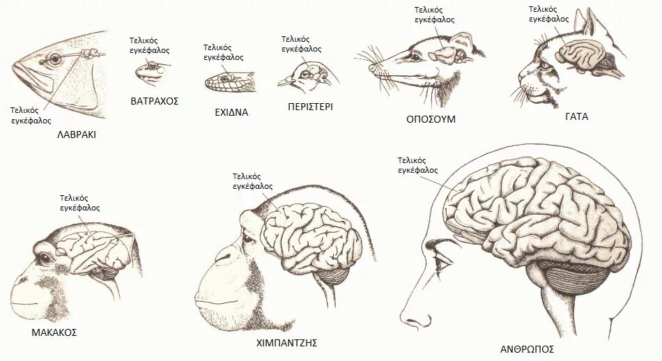Эволюция развития мозга. Мозг животных. Головной мозг разных животных. Размер мозга у животных. Эволюция мозга животных.