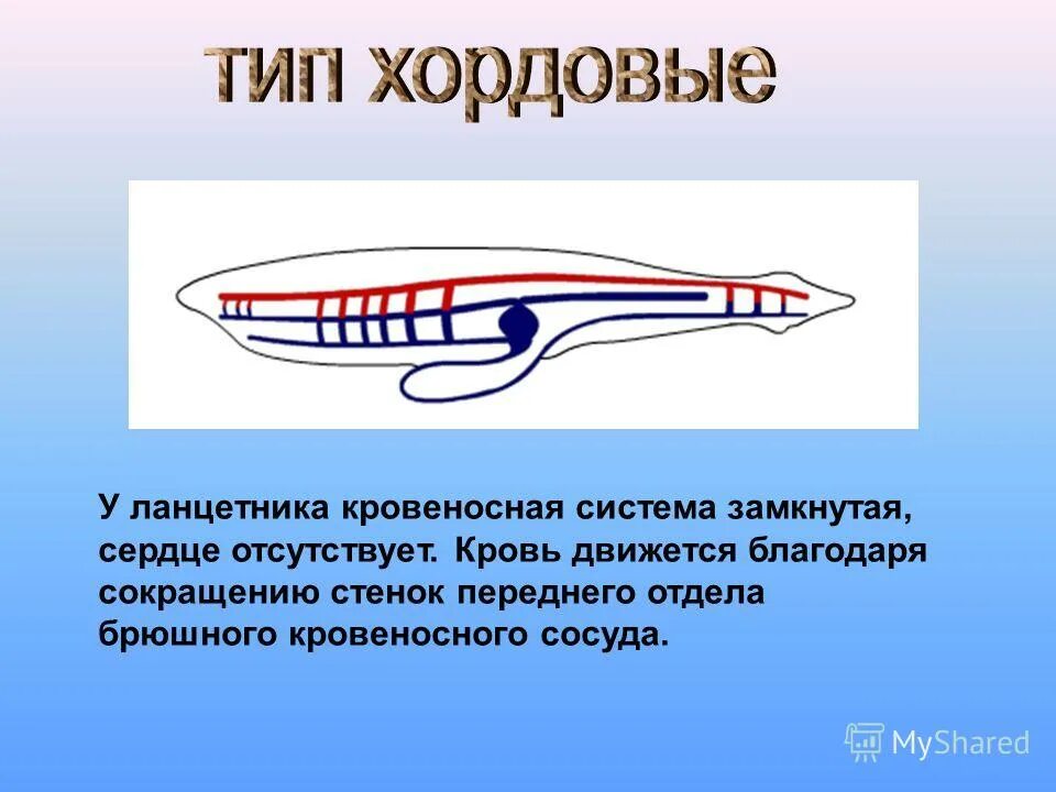 кровеносная система хордовых 7 класс. особенности кровеносной системы хордовых. кровеносная система типа хордовых. система кровообращения ланцетника. кровеносная система хордовых ланцетник.