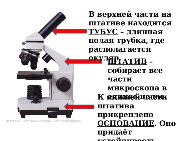 Какая функция тубуса в микроскопе. Штатив для микроскопа. Тубус микроскопа. Штатив у микроскопа где находится. Тубус часть микроскопа.