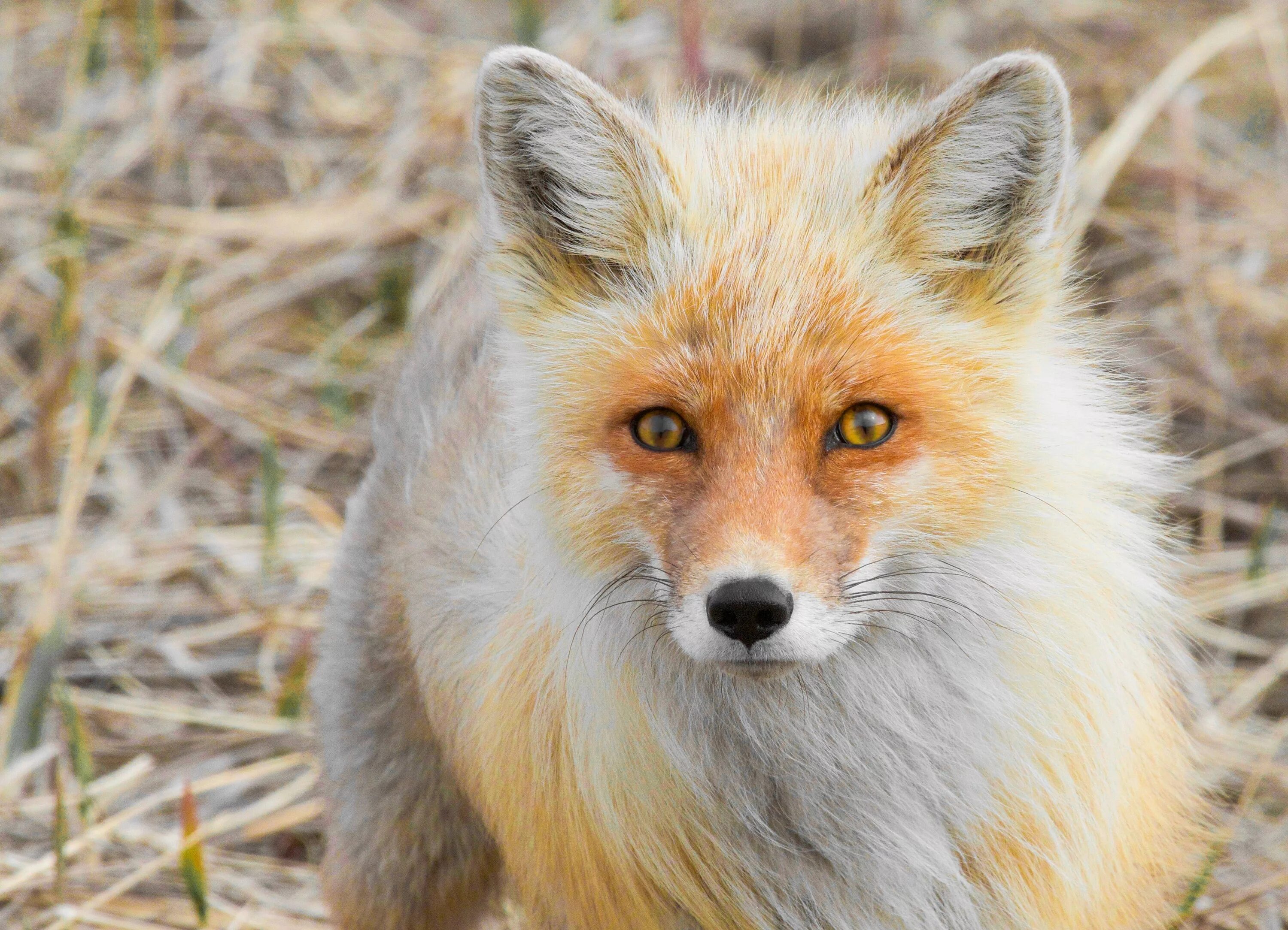 Лисица (Vulpes Vulpes). Лиса в Удмуртии. Разные лисы. Редкая лиса. Разновидности лисов