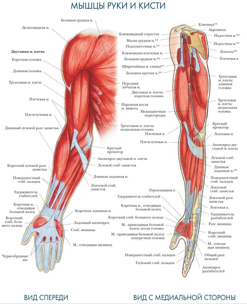 Мышцы верхних конечностей анатомия атлас. Мышцы верхней конечности анатомия строение. Внутренняя поверхность плеча