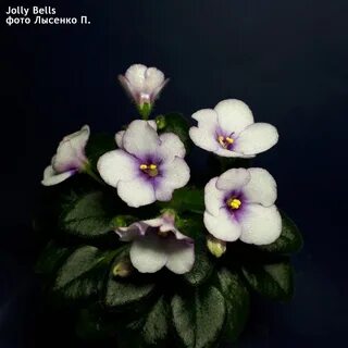 Jolly bell