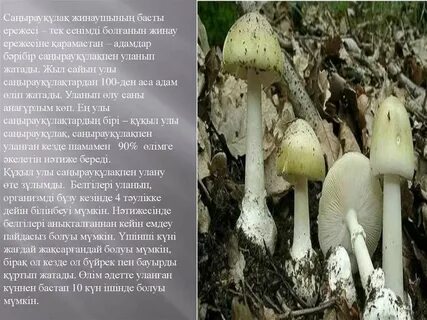 Лейла порно жұлдызы Венгрия