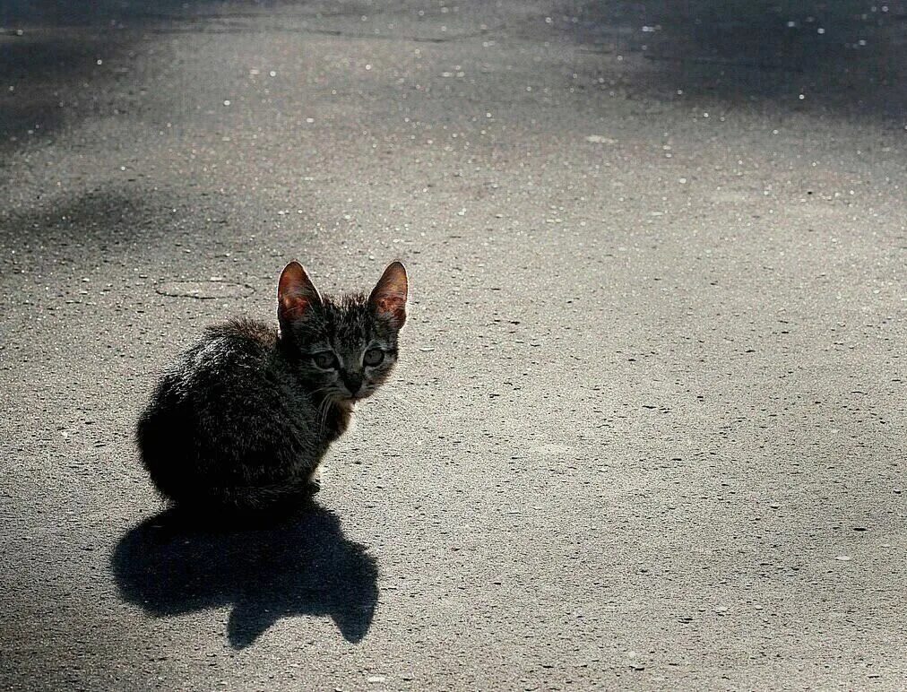 Бездомные котята. Брошенный котенок. Брошенный Бездомный котенок. Маленький брошенный котенок.