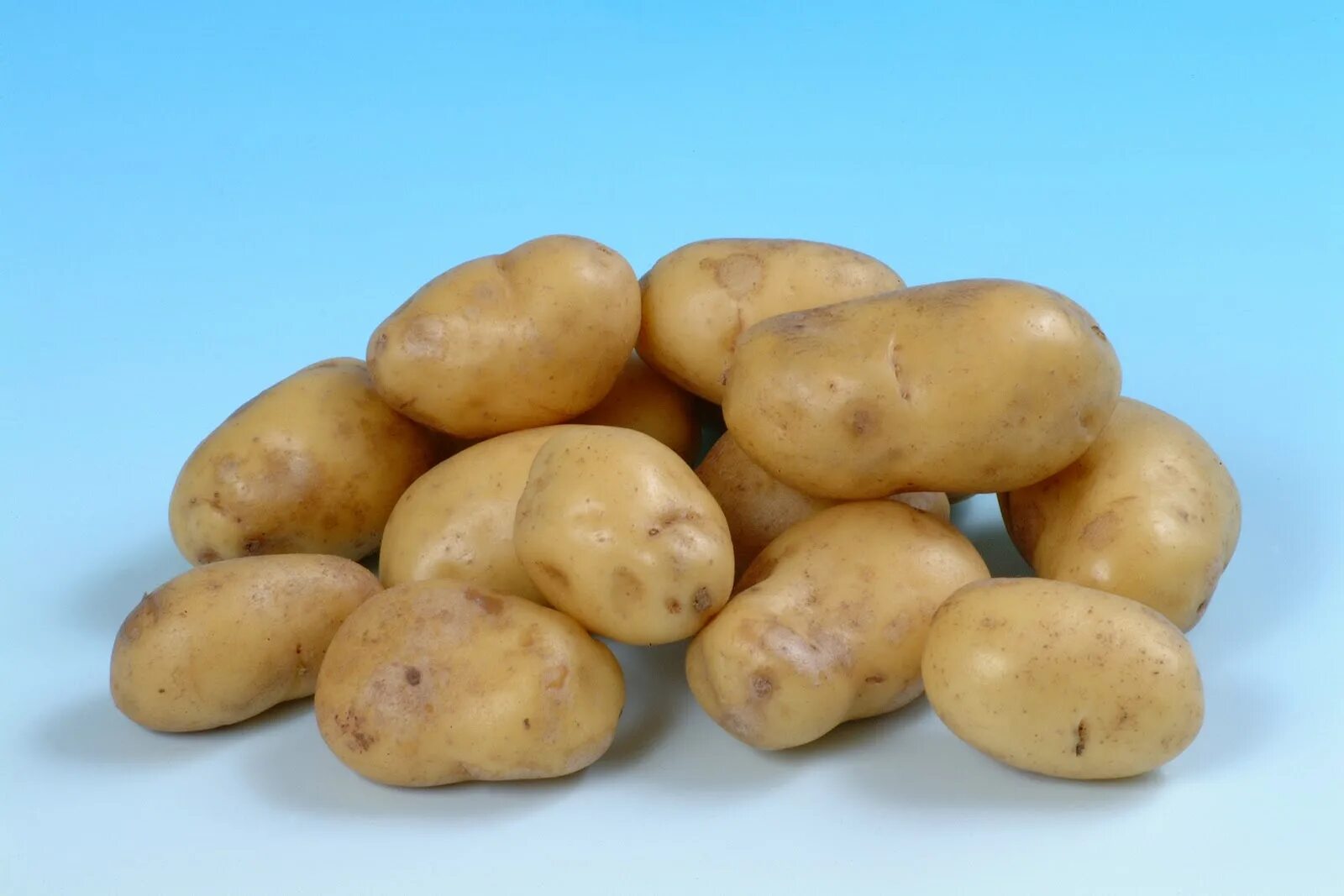 Беллароза картофель характеристика отзывы вкусовые. Сорт картофеля Беллароза. Картофель семенной Беллароза. Семенной картофель Лукьяновский. Сорт картофеля Бабынинский.