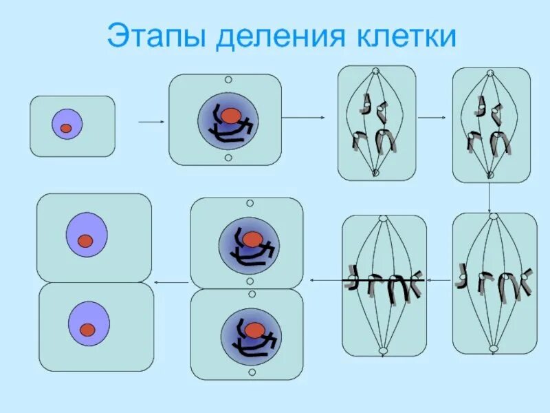 Накопление энергии для деления клетки. Этапы деления клетки рисунок. Процесс деления клетки рисунок. Этапы деления клетки 5 класс биология. Последовательность стадий деления клетки.