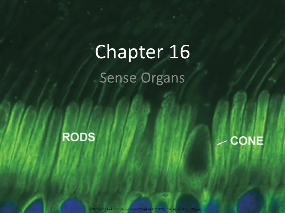 16 ощущается. Rod and Cone Cells. Organic senses.