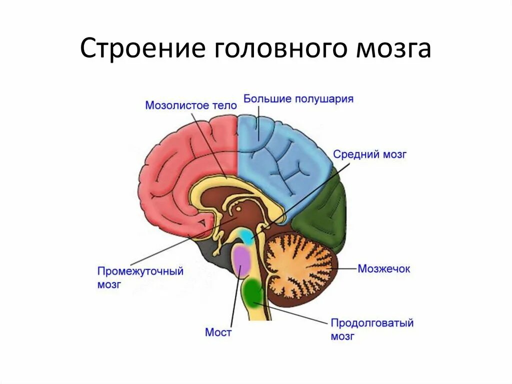 Строение среднего мозга в головном мозге