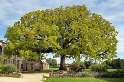 Des arbres