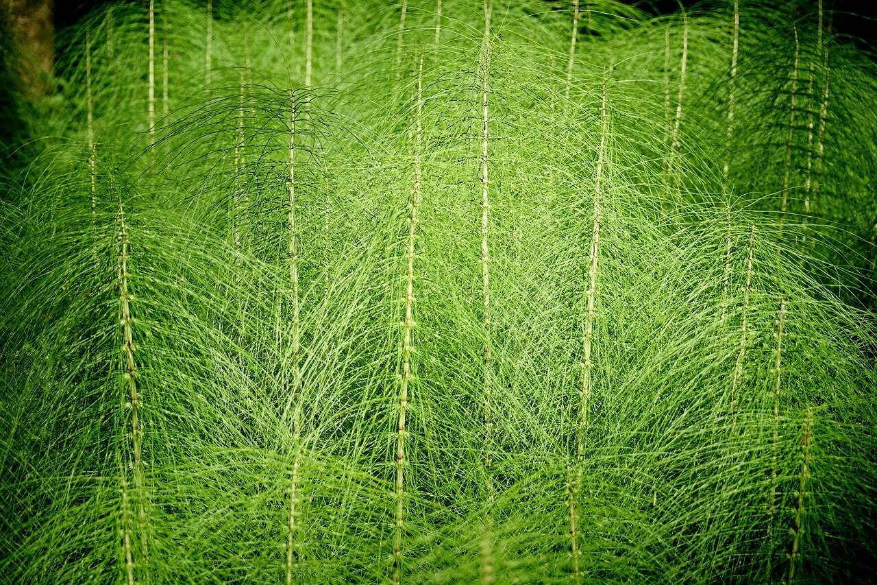 Хвощи хвойные. Хвощ (Equisetum). Хвощ гигантский Equisetum giganteum. Хвойные и хвощи. Хвощ полевой (Equisetum arvense).