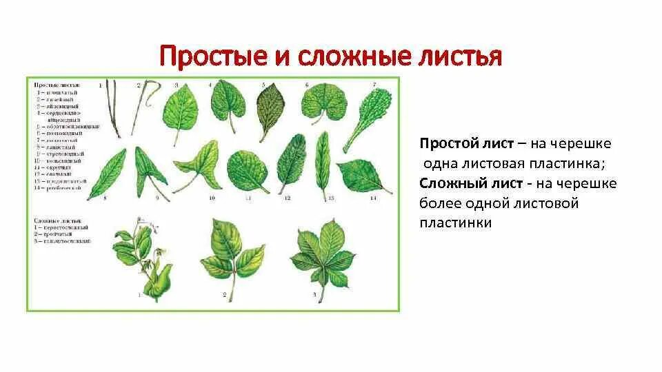 Чем объясняется отсутствие листьев