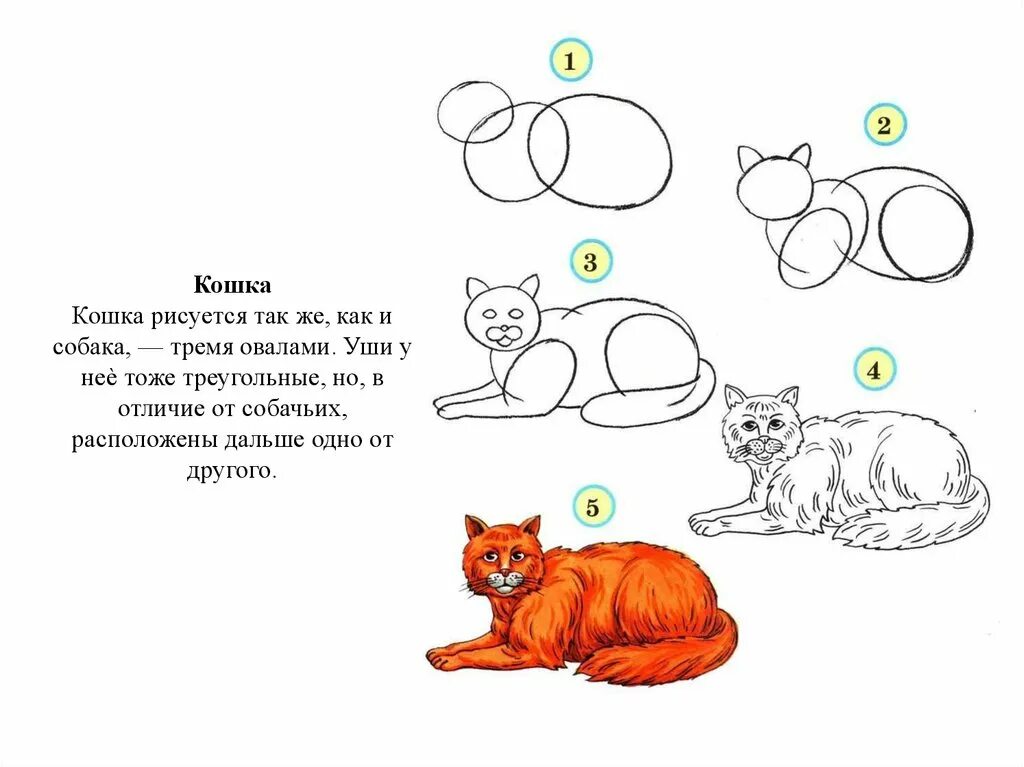 Изо рисование животных. Рисование животных 3 класс. животные по этапно. схема рисования кошки в подготовительной группе. картинки для срисовки по этапам.
