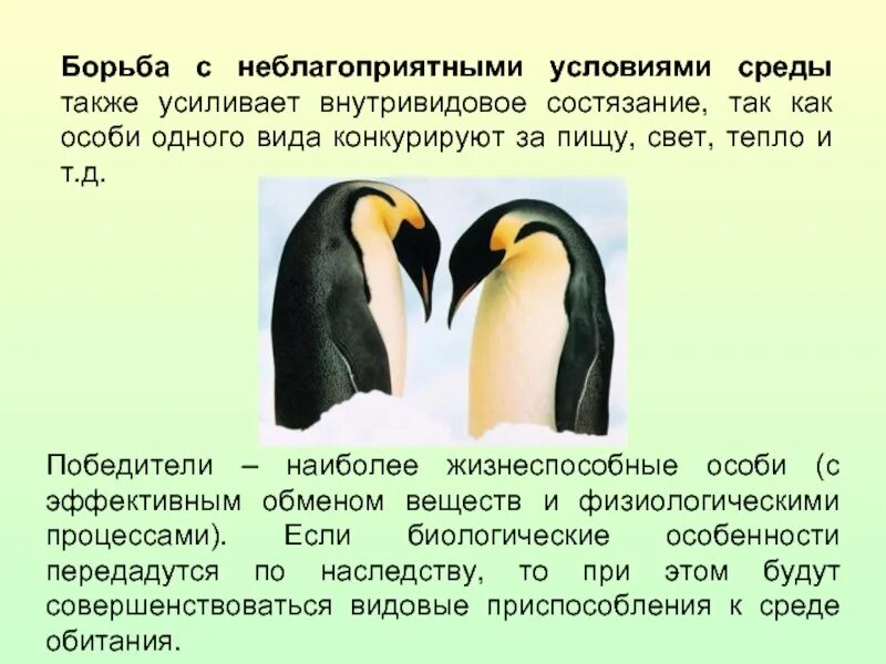 Борьба с неблагоприятными условиями. Борба с неблагоприятными условиями среды. Борьба за существование с неблагоприятными условиями среды. Борьба с неблагоприятными условиями среды примеры. Результат борьбы с неблагоприятными условиями среды