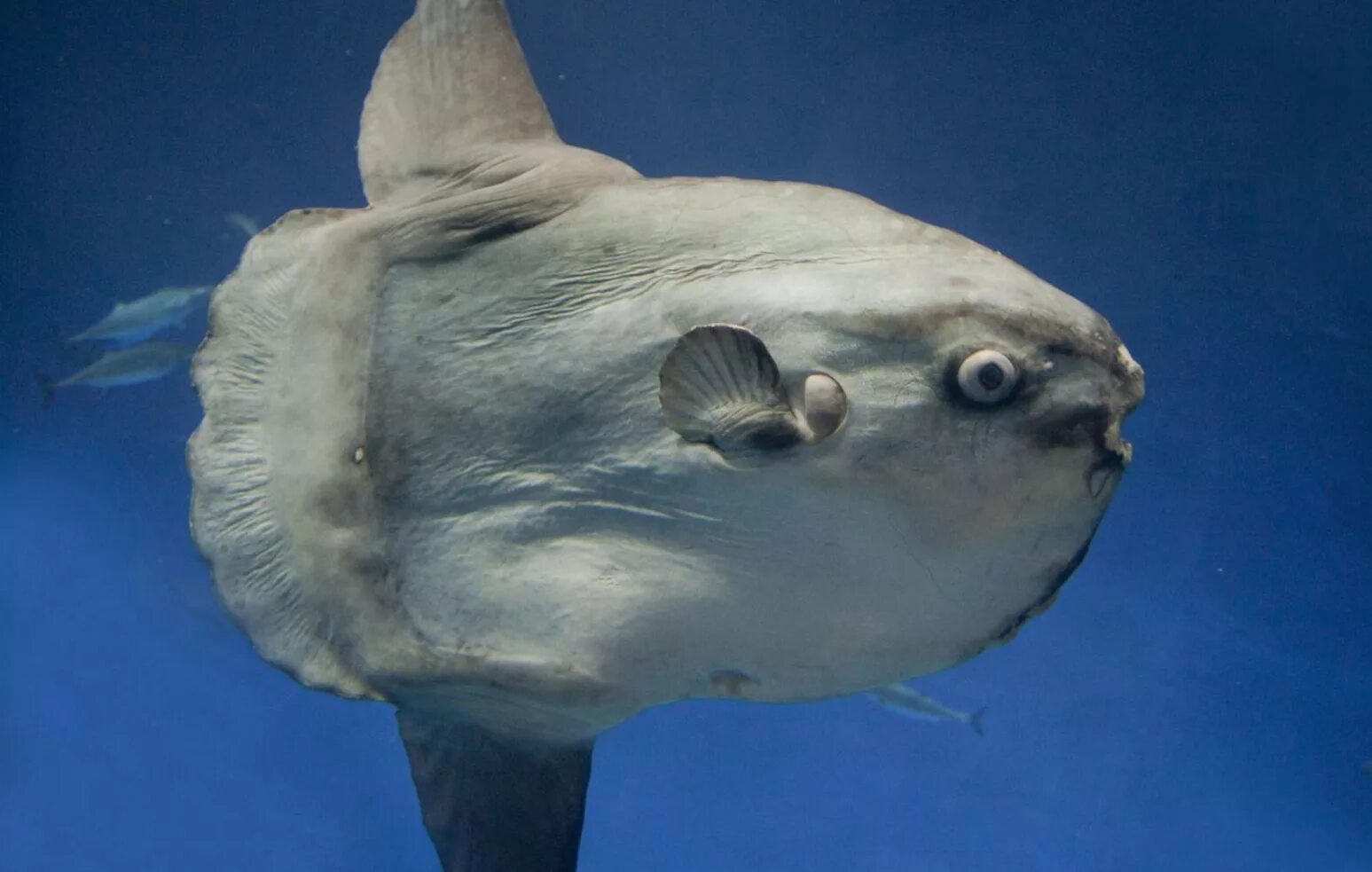 Рыба солнце мола мола. Есть рыба солнце. Рыба луна мола мола. Рыба солнышко. Sunfish рыба.