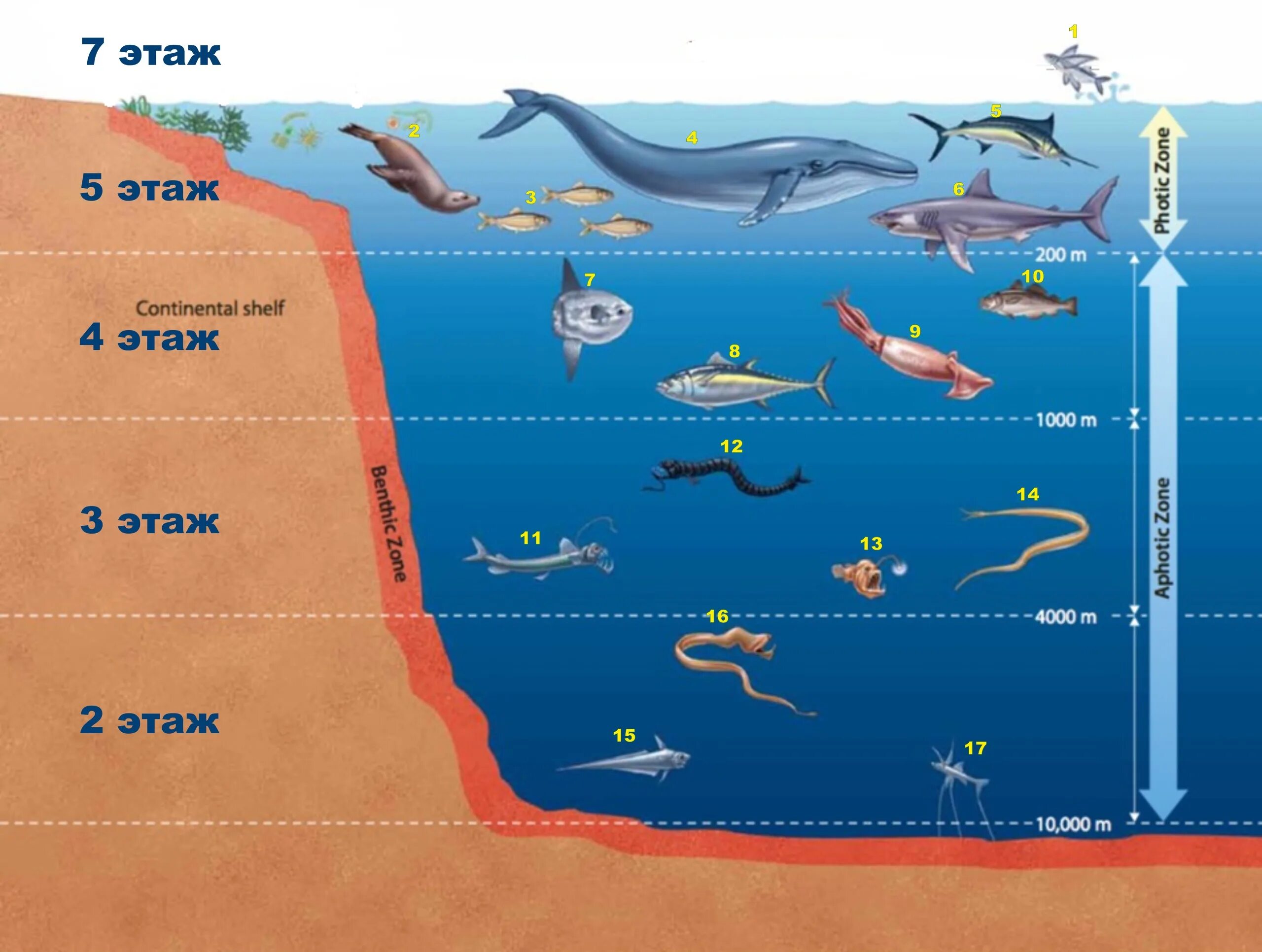 Глубина океана в разрезе. Зоны жизни в океане. Уровни глубины океана. Экологические зоны океана. Распространение животных в мировом океане