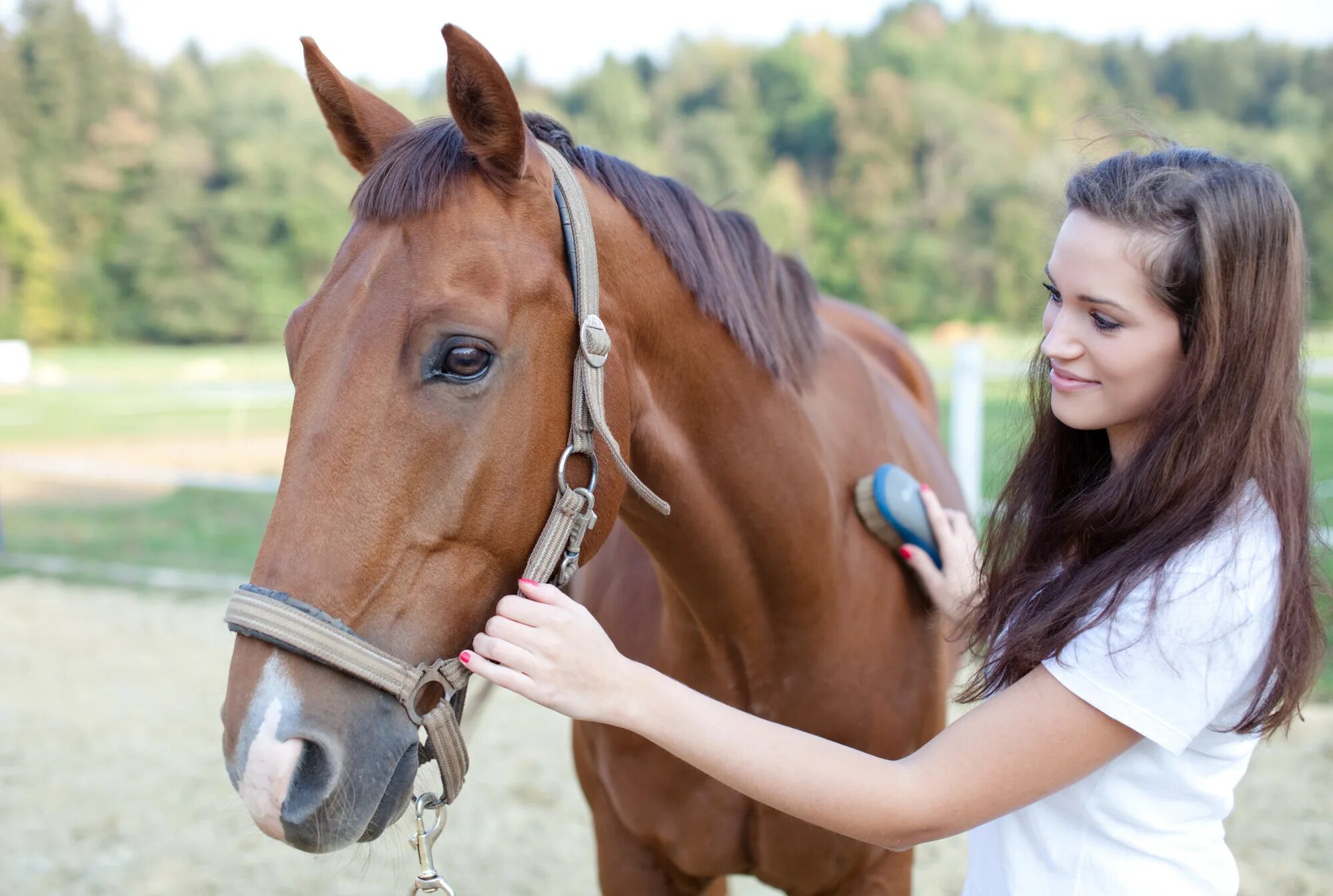 Сайт horse. Ухаживание за лошадьми. Человек ухаживает за лошадью. Расчесывание лошади. Причесывает лошадь.