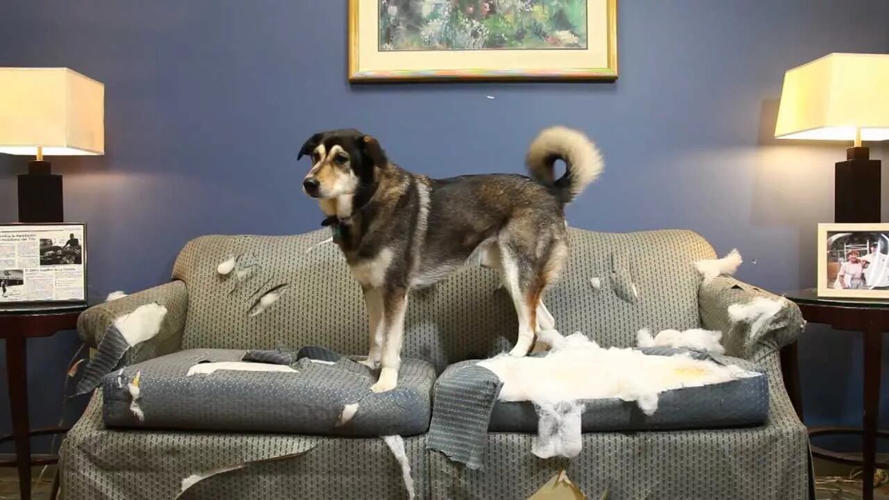 Диван для собаки. Щенок на диване. Собака разгрызла мебель. Хаски на диване. Собака грызет обои