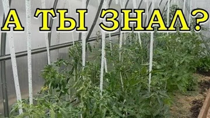 Как подвязать помидоры в теплице шпагатом правильно. Подвязка рассады помидор в теплице. подвязка помидор в теплице из поликарбоната. схема подвязки помидоров в теплице из поликарбоната. подвязать помидоры в теплице.