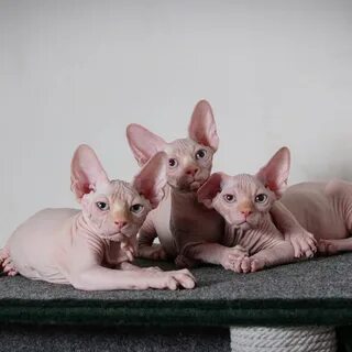 Маленькие котята сфинкс