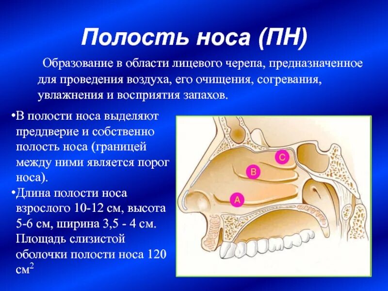 Анатомические образования носовой полости. Полость носа порог носа. Полость носа хоаны. Преддверие полости носа.