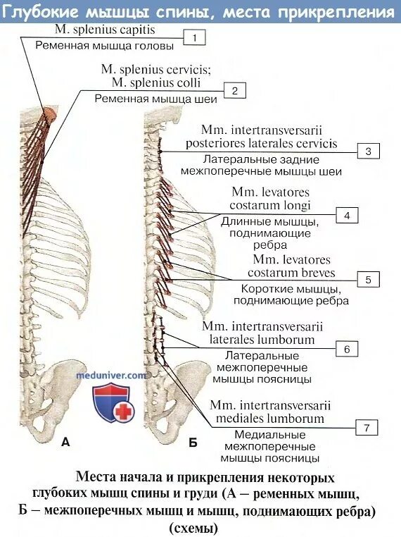 Глубокие спинные. Глубокие мышцы спины медиальный тракт. Глубокие мышцы позвоночника анатомия. Мышцы спины медунивер таблица. Глубокие мышцы спины медиальный тракт анатомия.