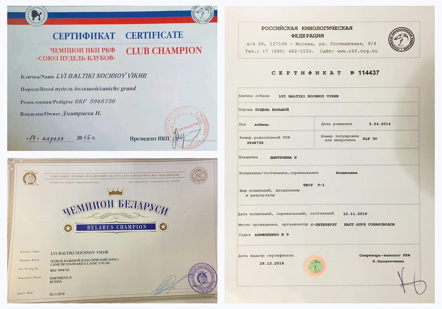 Тестирование ркф. Юный чемпион национального клуба породы. диплом юный чемпион нкп. сертификат чемпиона. юный чемпион россии ркф.