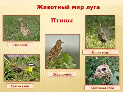 Какая птица живет не на лугу