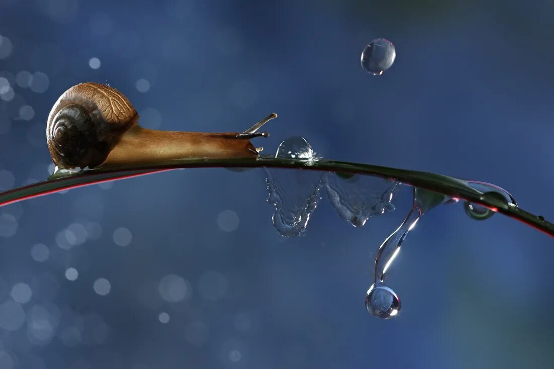 Улитки нужна вода. Улитка Вадим Трунов. Улитка и капля воды. Макромир. Улитка под дождем.