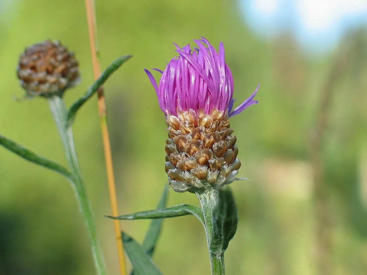 Чернокорень лекарственный (куриная слепота) / Herba Cynoglossi officinalis Лекар