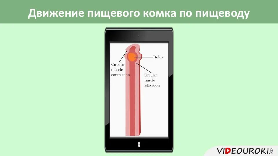 Движение пищевода. Движение пищевого комка по пищеводу. Каков механизм передвижения пищевого комка по пищеводу. Передвижение пищи по пищеводу. Передвижение еды по пищеводу.