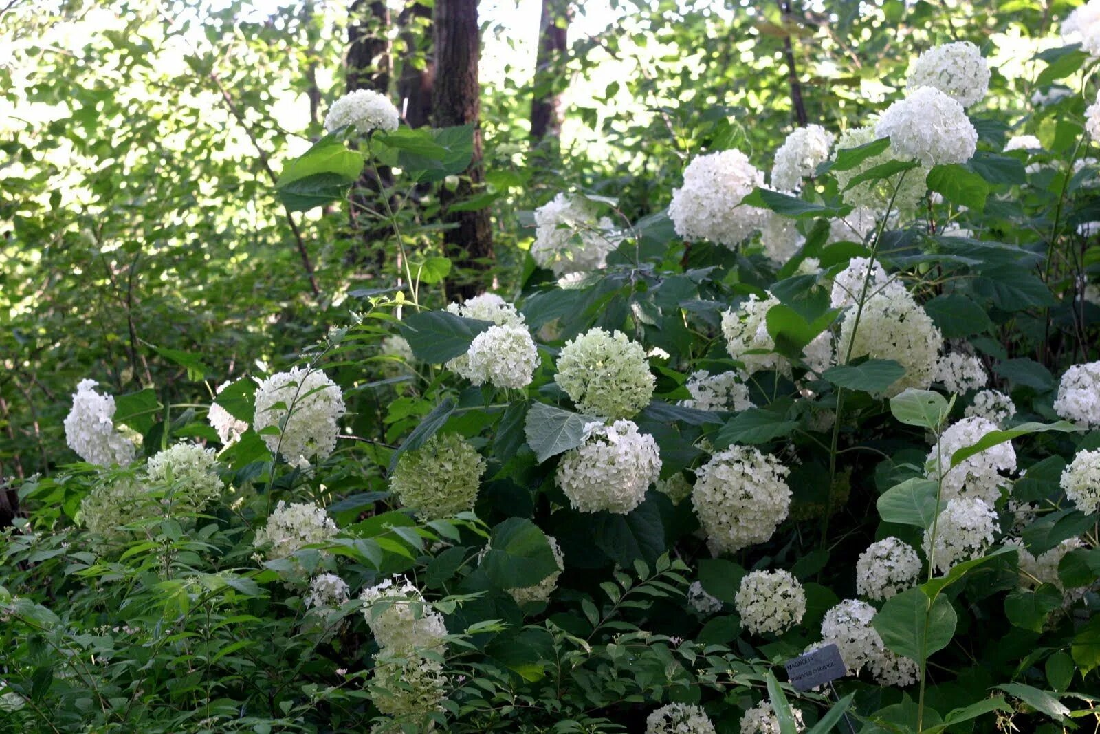 Free Images : blossom, flower, green, botany, flora, hydrangea, wildflower, shru